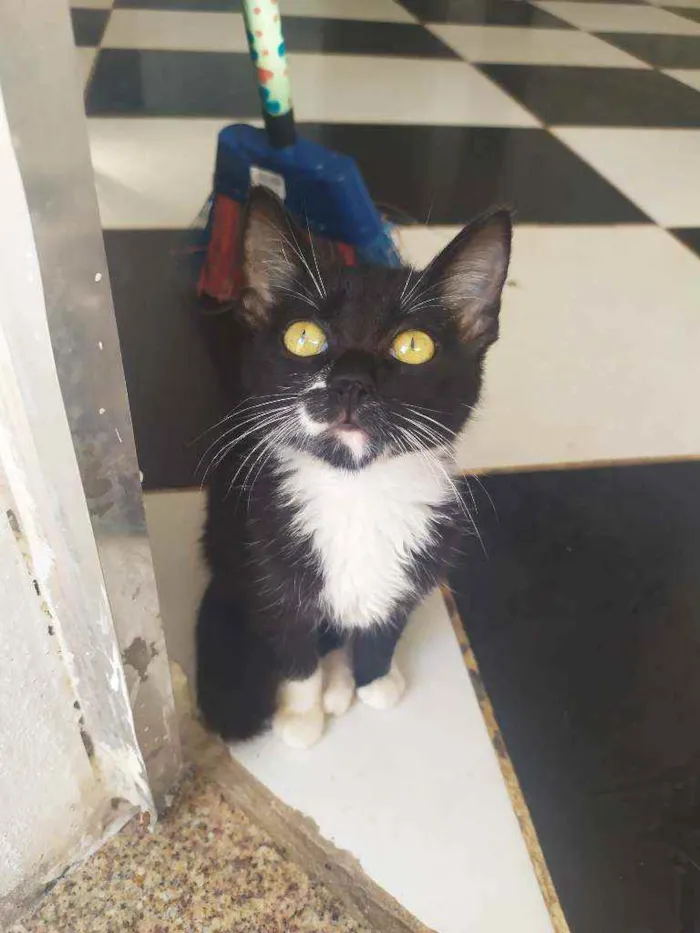 Gato ra a  idade 2 a 6 meses nome Penélope e Pabllo