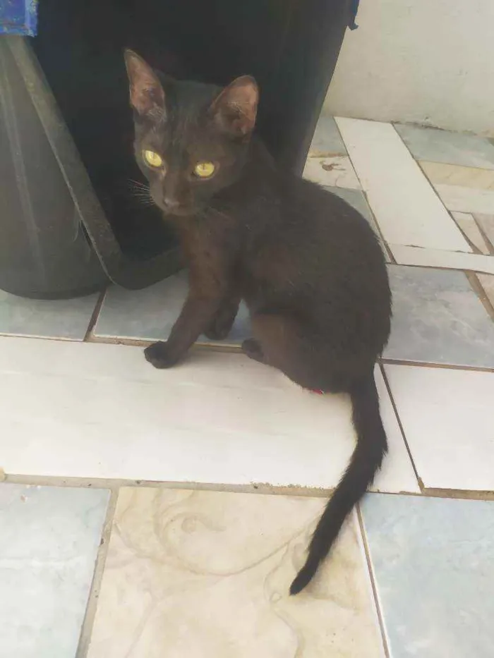 Gato ra a  idade 2 a 6 meses nome Penélope e Pabllo