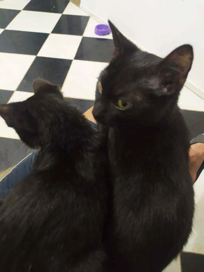 Gato ra a  idade 2 a 6 meses nome Penélope e Pabllo