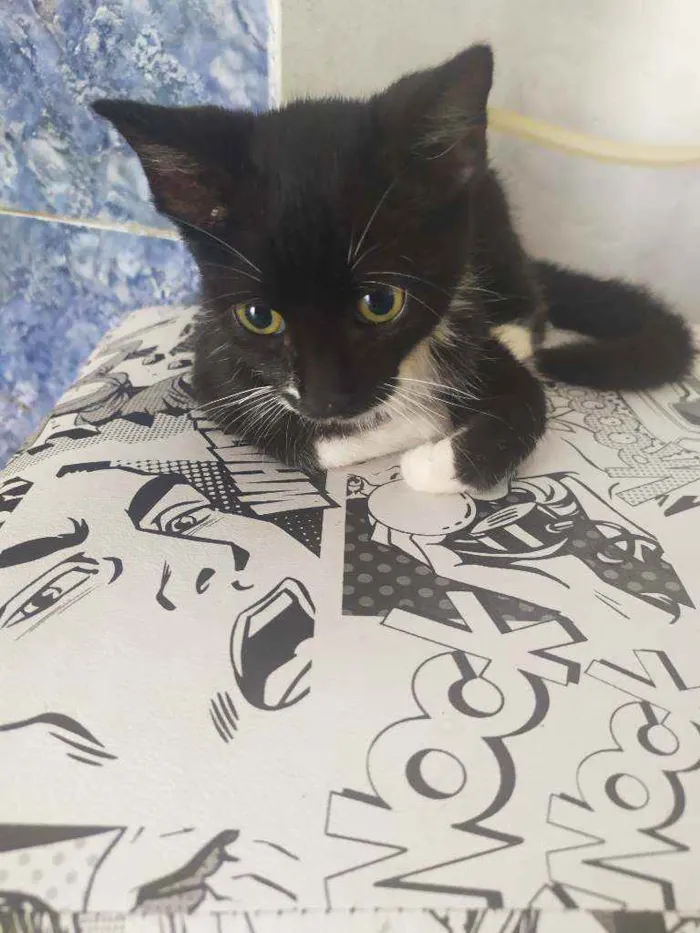 Gato ra a  idade 2 a 6 meses nome Penélope e Pabllo