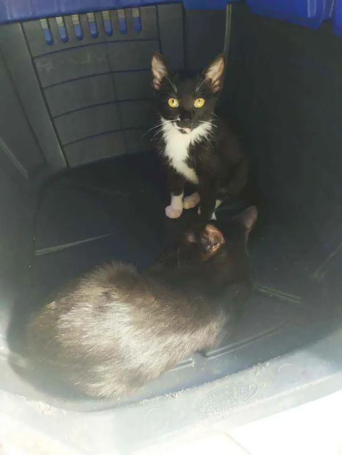 Gato ra a  idade 2 a 6 meses nome Penélope e Pabllo