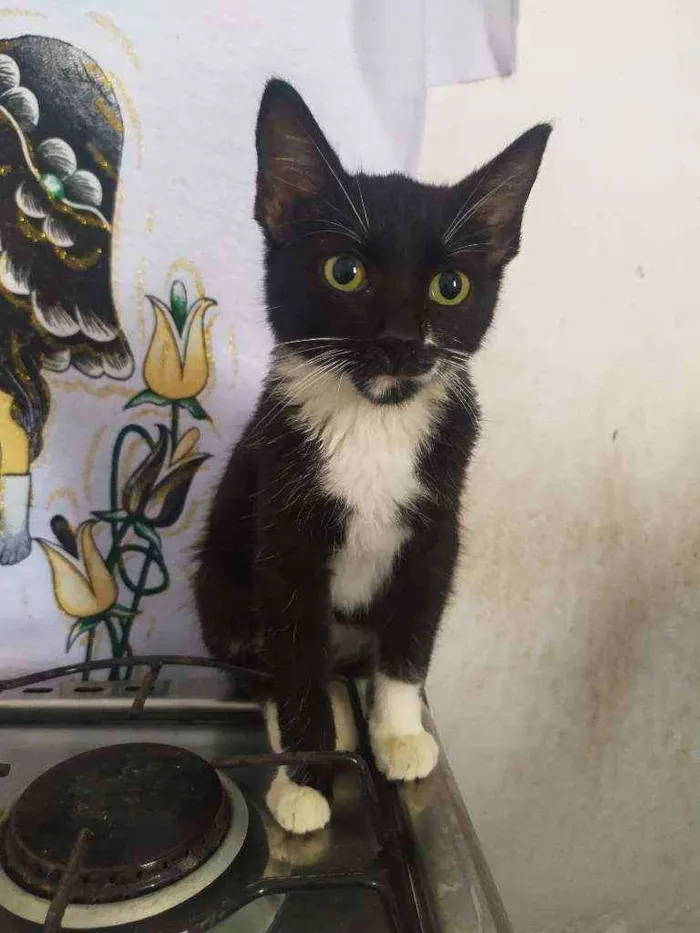 Gato ra a  idade 2 a 6 meses nome Penélope e Pabllo