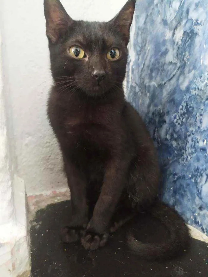 Gato ra a  idade 2 a 6 meses nome Penélope e Pabllo