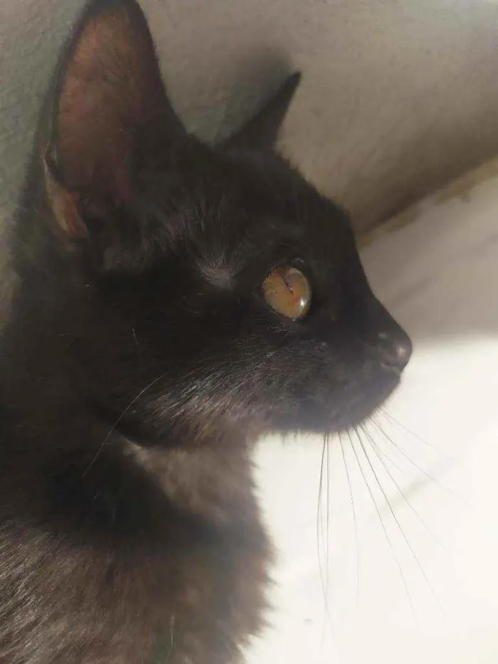 Gato ra a  idade 2 a 6 meses nome Penélope e Pabllo
