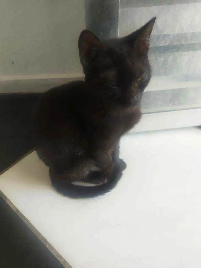 Gato ra a  idade 2 a 6 meses nome Penélope e Pabllo
