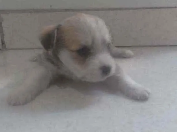 Cachorro ra a Indefinido  idade Abaixo de 2 meses nome Sem nome