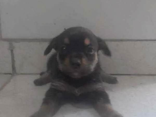 Cachorro ra a Indefinido  idade Abaixo de 2 meses nome Sem nome