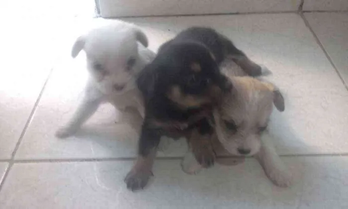 Cachorro ra a Indefinido  idade Abaixo de 2 meses nome Sem nome