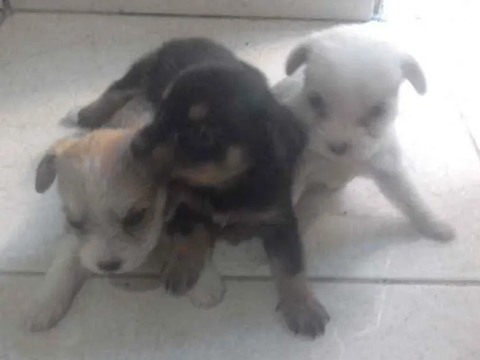 Cachorro ra a Indefinido  idade Abaixo de 2 meses nome Sem nome