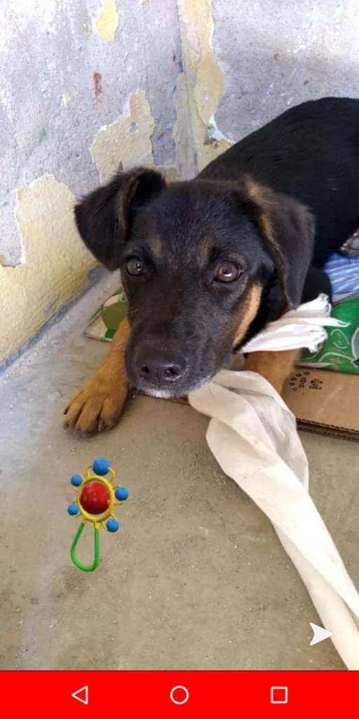 Cachorro ra a Indefinida idade 7 a 11 meses nome Bidu