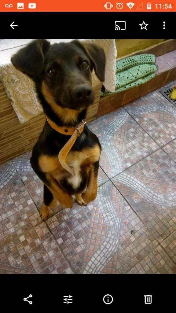 Cachorro ra a Indefinida idade 7 a 11 meses nome Bidu