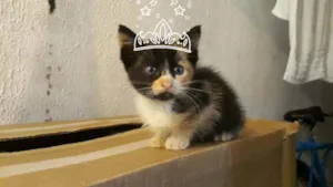 Gato raça Vira lata idade 2 a 6 meses nome Ainda não tem nome