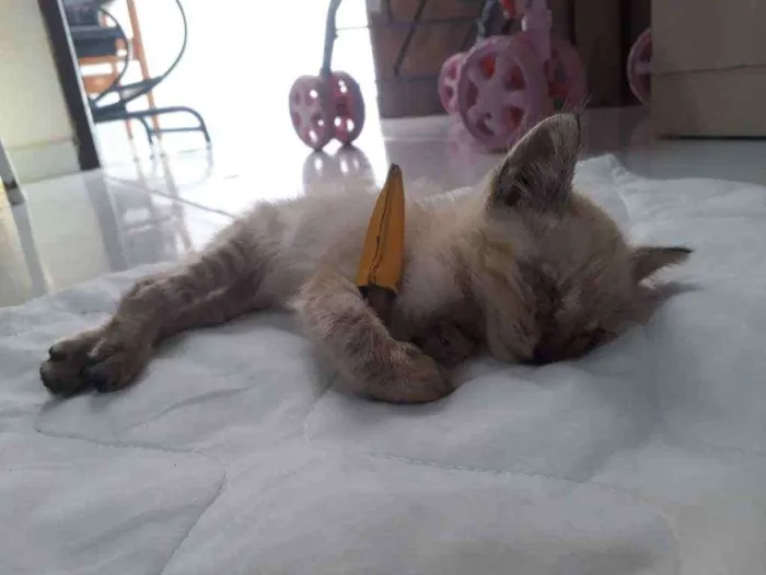 Gato raça Vira lata idade 2 a 6 meses nome Ainda não tem nome