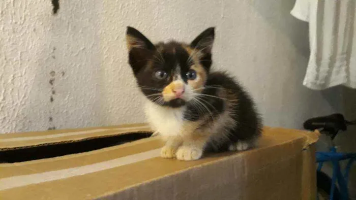 Gato raça Vira lata idade 2 a 6 meses nome Ainda não tem nome