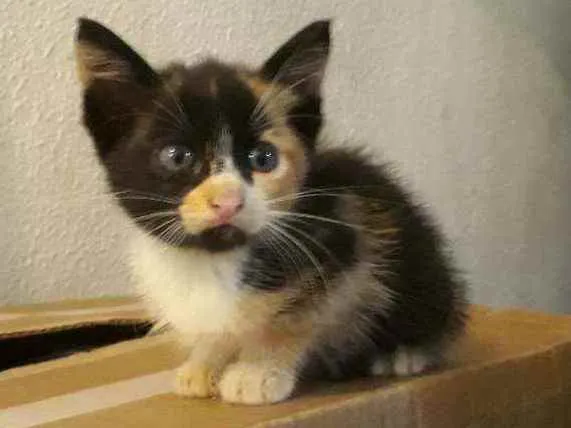 Gato raça Vira lata idade 2 a 6 meses nome Ainda não tem nome