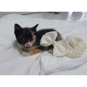 Gato raça Vira lata idade 2 a 6 meses nome Ainda não tem nome
