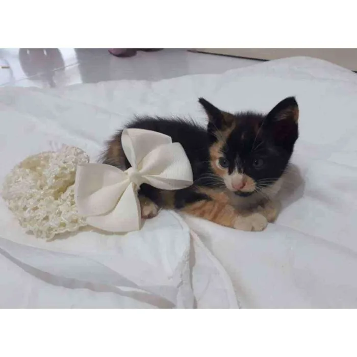 Gato raça Vira lata idade 2 a 6 meses nome Ainda não tem nome