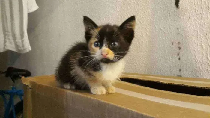 Gato raça Vira lata idade 2 a 6 meses nome Ainda não tem nome