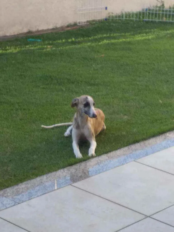 Cachorro ra a Wipitt  idade 7 a 11 meses nome Guga