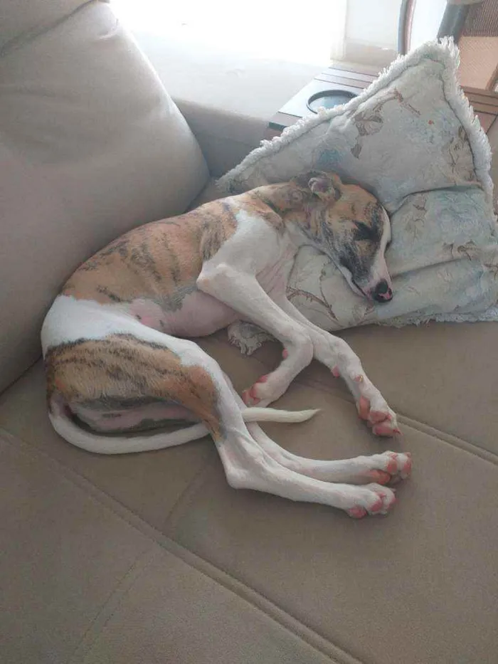 Cachorro ra a Wipitt  idade 7 a 11 meses nome Guga