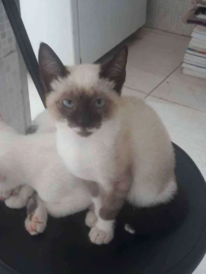 Gato ra a  idade 2 a 6 meses nome Noco