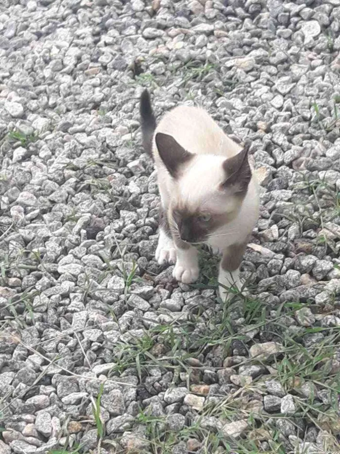 Gato ra a  idade 2 a 6 meses nome Noco