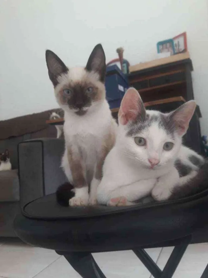 Gato ra a  idade 2 a 6 meses nome Noco