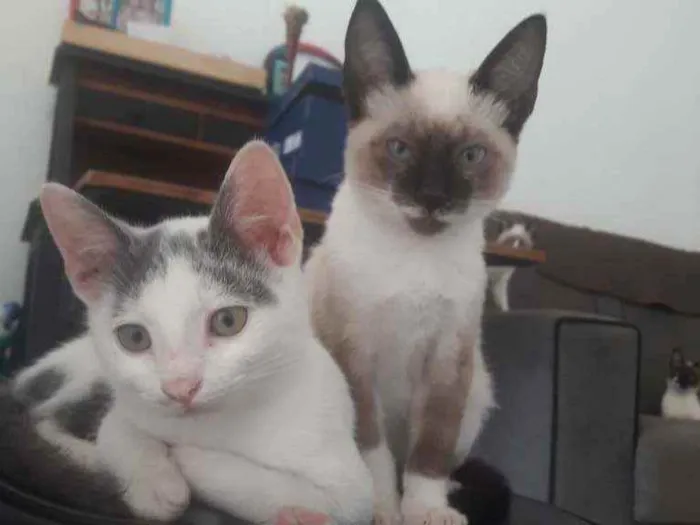 Gato ra a  idade 2 a 6 meses nome Noco