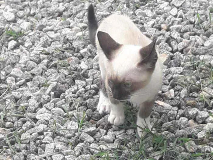 Gato ra a  idade 2 a 6 meses nome Noco
