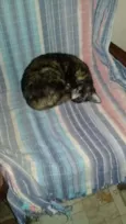 Nicoly