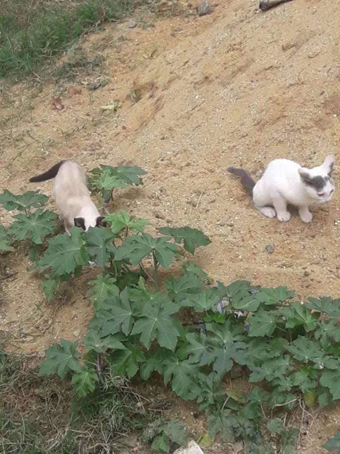 Gato ra a  idade 2 a 6 meses nome Vaíth