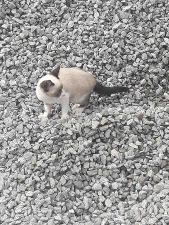 Gato ra a  idade 2 a 6 meses nome Vaíth