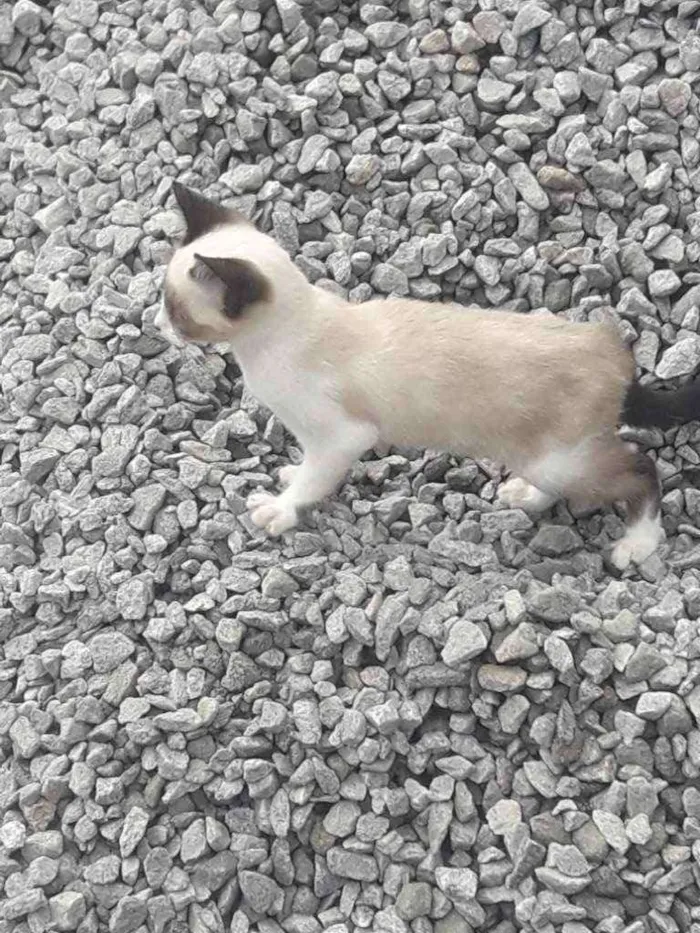 Gato ra a  idade 2 a 6 meses nome Vaíth