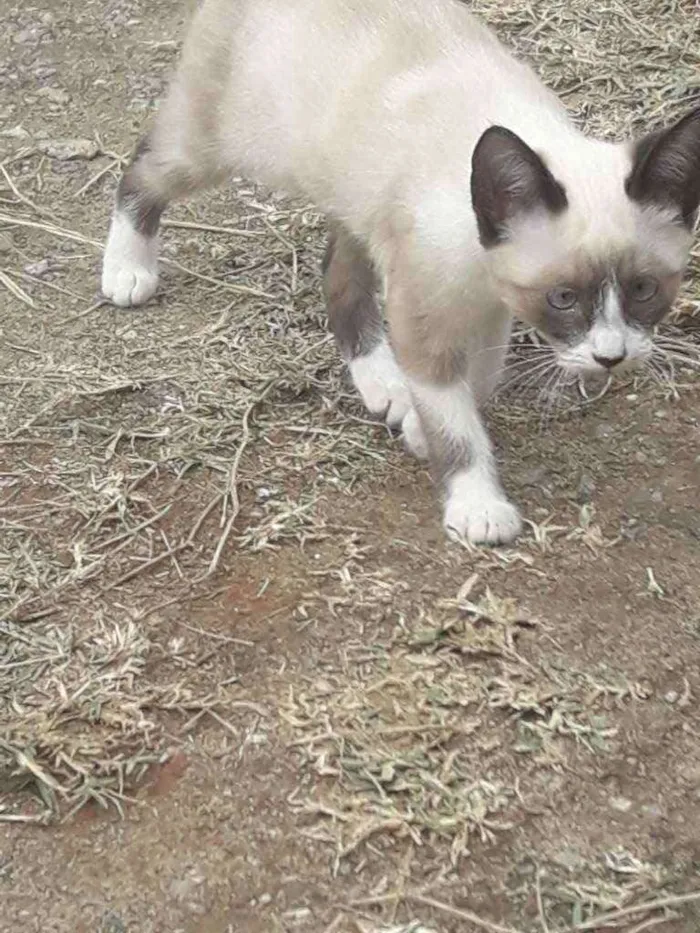 Gato ra a  idade 2 a 6 meses nome Vaíth