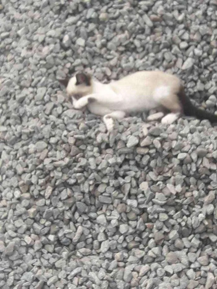 Gato ra a  idade 2 a 6 meses nome Vaíth