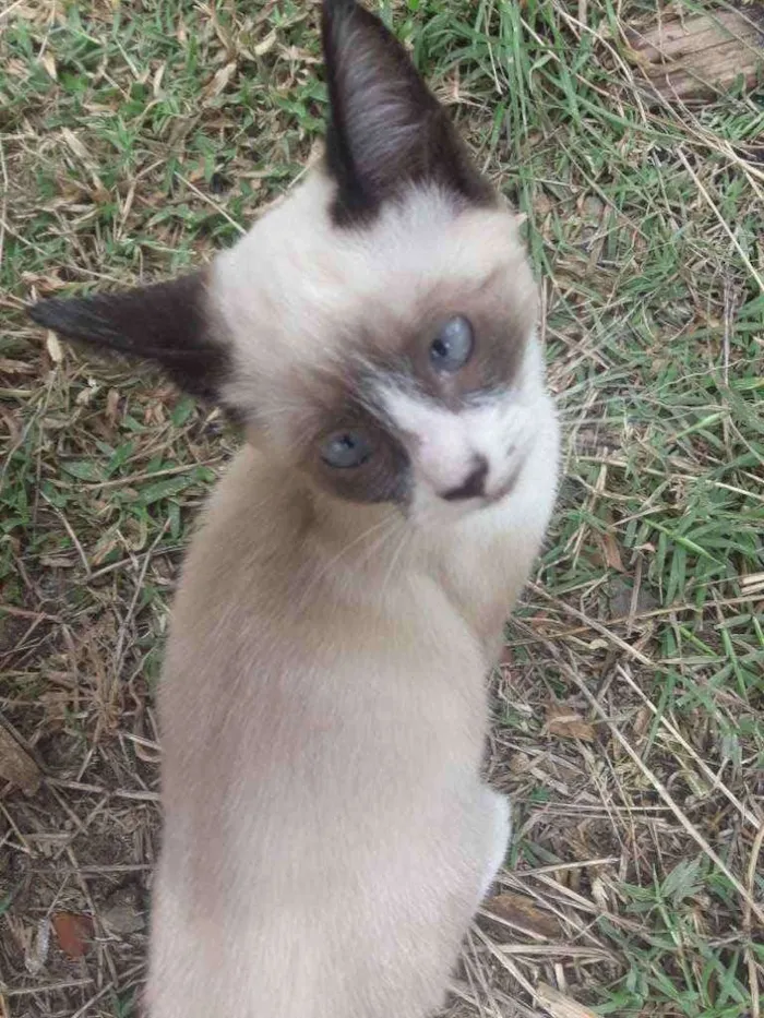 Gato ra a  idade 2 a 6 meses nome Vaíth