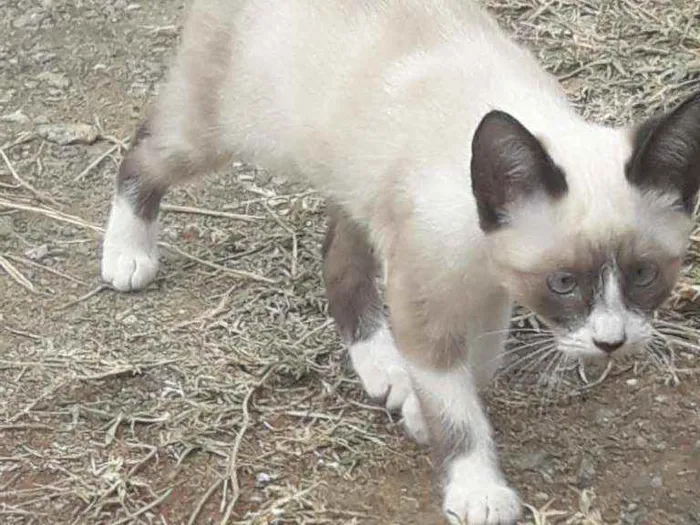 Gato ra a  idade 2 a 6 meses nome Vaíth