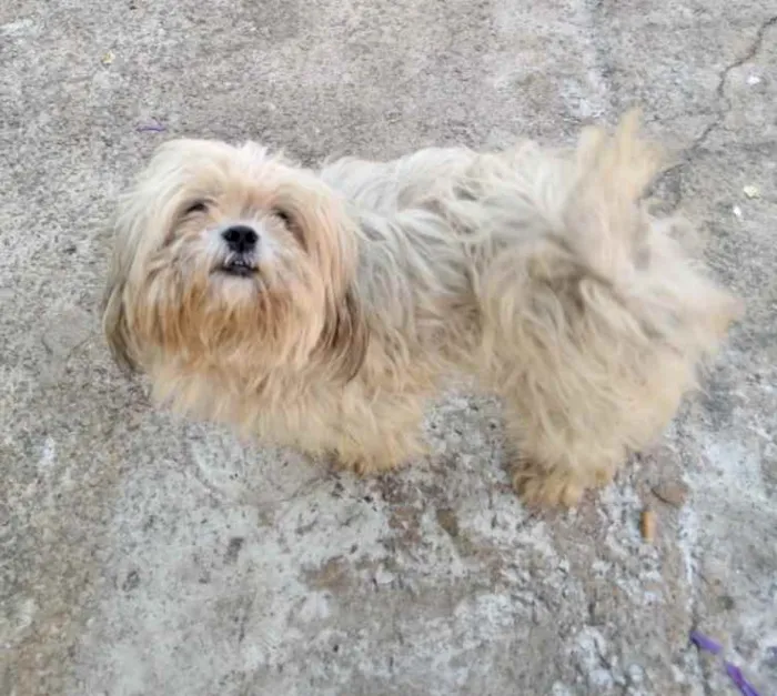 Cachorro ra a Mestiço  idade 2 anos nome Floquinho 