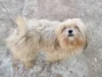 Floquinho 