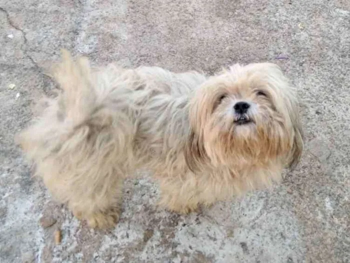 Cachorro ra a Mestiço  idade 2 anos nome Floquinho 