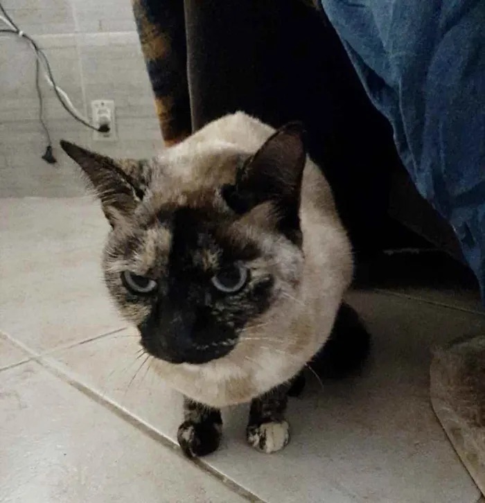 Gato ra a Siamês com viralatinha  idade 7 a 11 meses nome Nina Linda gatinha 