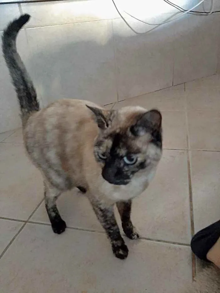 Gato ra a Siamês com viralatinha  idade 7 a 11 meses nome Nina Linda gatinha 