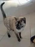 Nina Linda gatinha