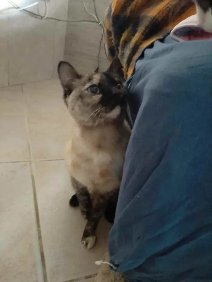 Gato ra a Siamês com viralatinha  idade 7 a 11 meses nome Nina Linda gatinha 