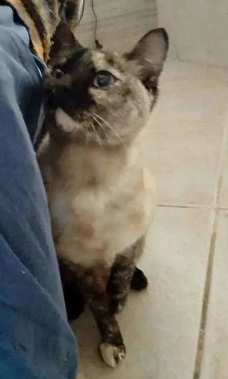Gato ra a Siamês com viralatinha  idade 7 a 11 meses nome Nina Linda gatinha 