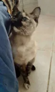 Nina Linda gatinha