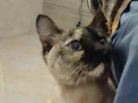 Gato ra a Siamês com viralatinha  idade 7 a 11 meses nome Nina Linda gatinha 