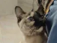 Nina Linda gatinha