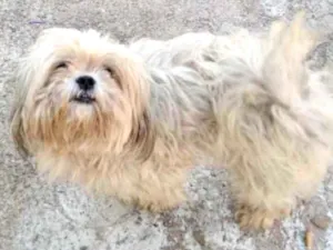 Cachorro raça Mestiço  idade 2 anos nome Floquinho 