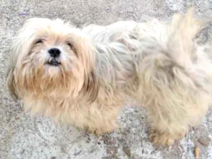 Cachorro ra a Mestiço  idade 2 anos nome Floquinho 